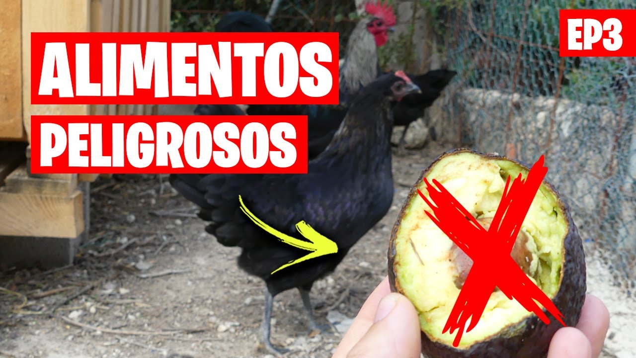 7 Alimentos que NO DEBES darle de comer a las Gallinas 🐔 EP3 | La Huerta de Ivan