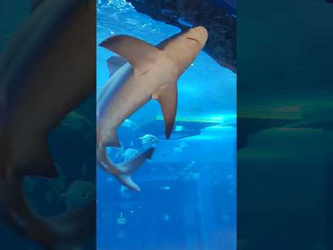 shark | Dubai Mall aquarium #shark #dubaimallaquarium #funnyvideos #fish #sharkfamily #aquariumfish