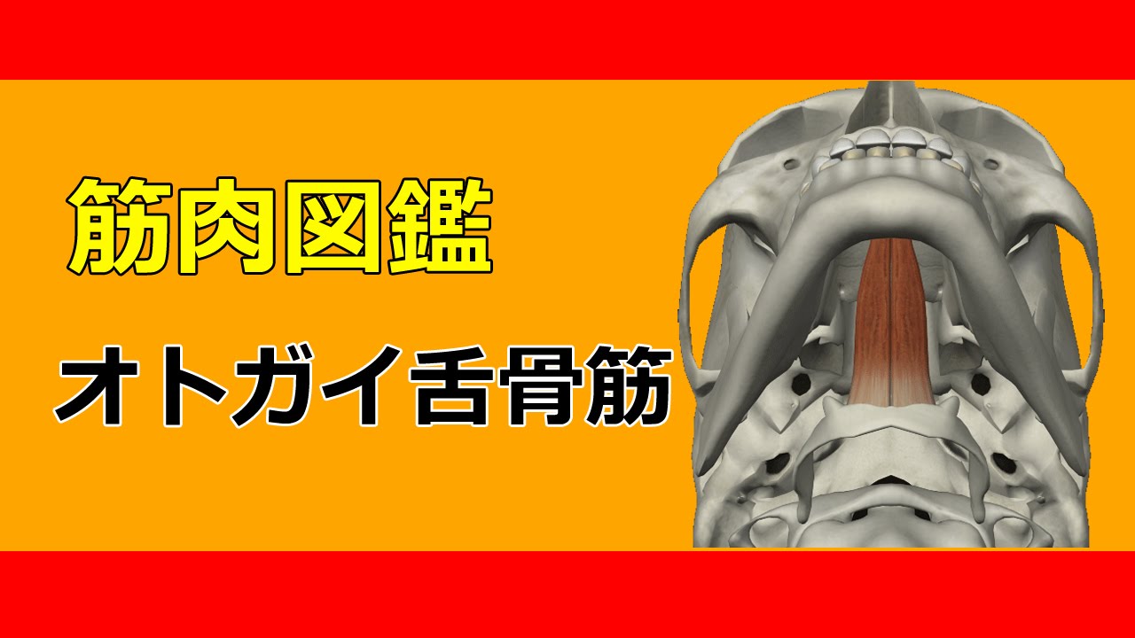 オトガイ 舌 筋