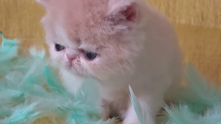 Video 1461681: exotic female kitten