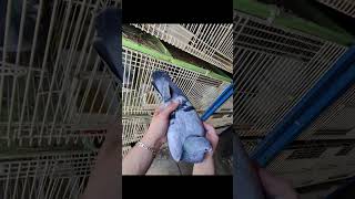 Pigeon Loft Vibes The Perfect Bird #shorts #racingpigeons #winnersdontwingit #barrerafamilyloft