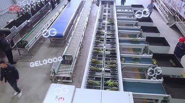 Photoelectric Pineapple Sorting Machine