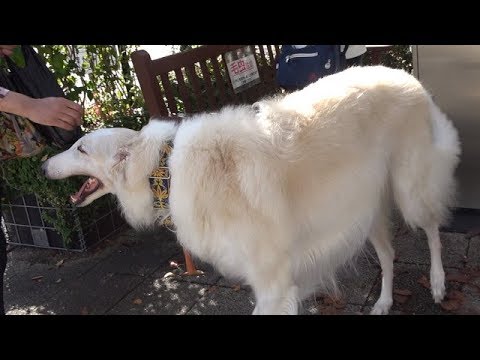 超大型犬のボルゾイに癒された Youtube