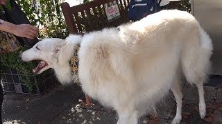 Healed by a super large dog Borzoi - YouTube