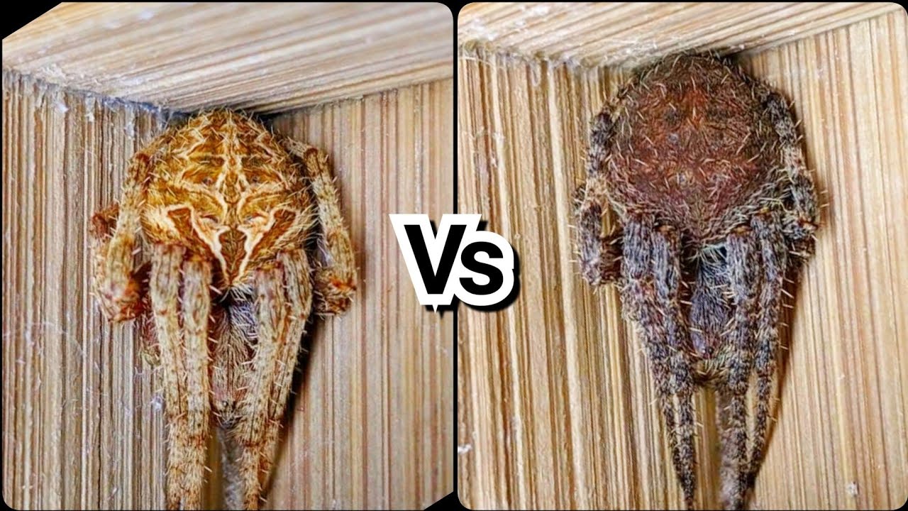 Gagamba Tv - Philippines Orb Weaver Spider Fight - YouTube