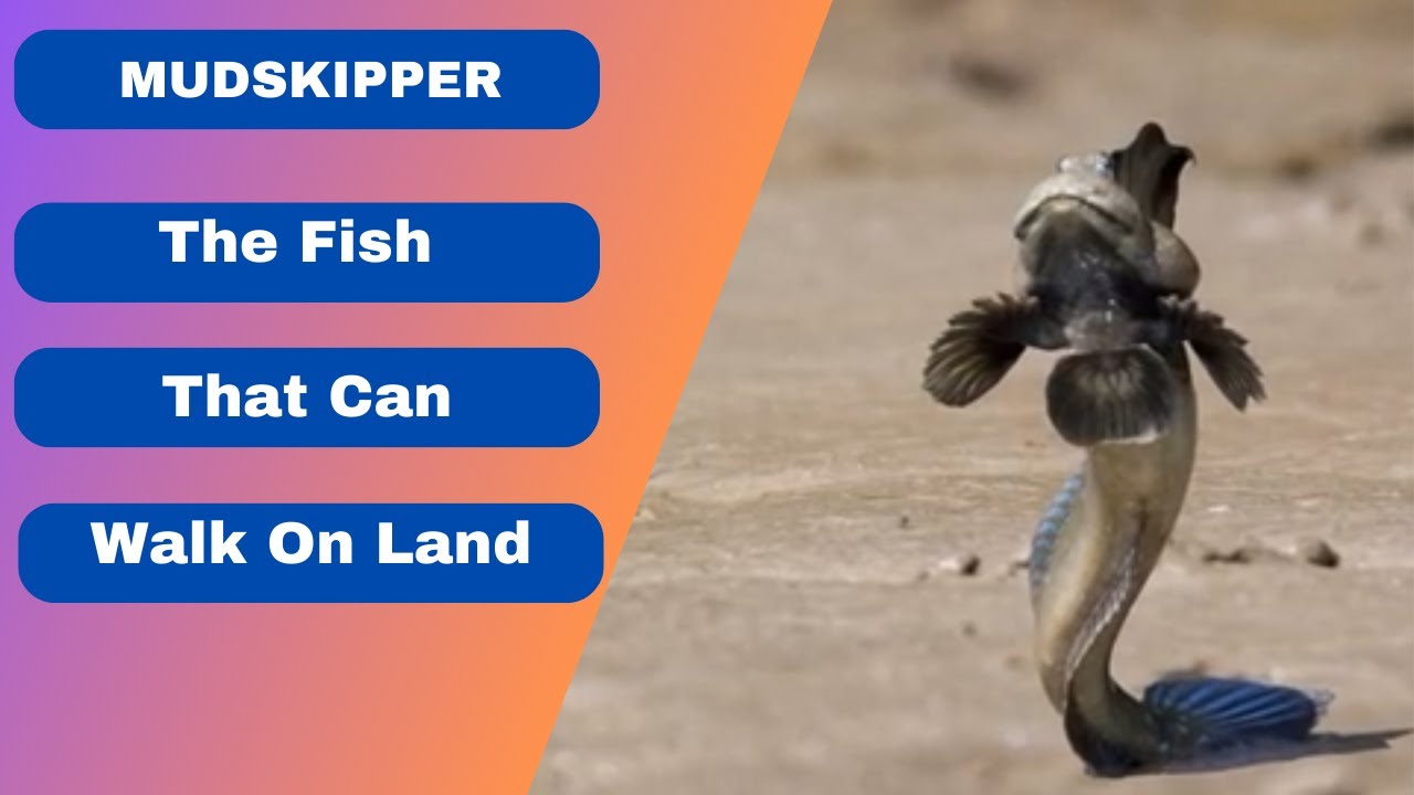 The Fish That Can Walk On Land | Walking Fish | Beastie Beasts