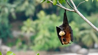 Day 127 of 180 Days Around the World Cruise - Going Batty in the Seychelles