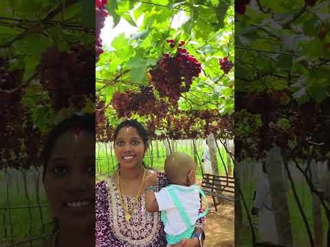 കമ പത ത മ ന ത ര ത ട ട Trending Grapegarden Kumily Theni Nature Naturelovers Tamilnadu