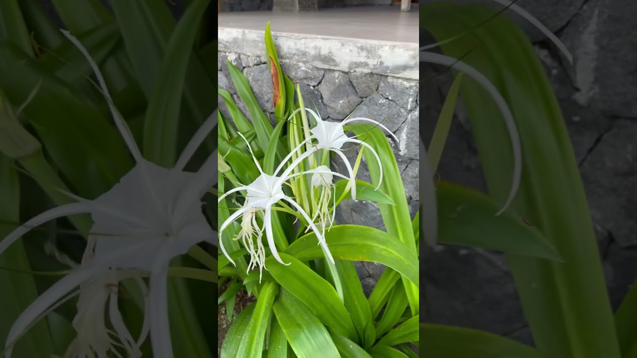 Which flower are you… Villa Mannao edition? 