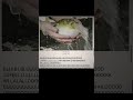 рыба ёж #мем #социалист #мемас
