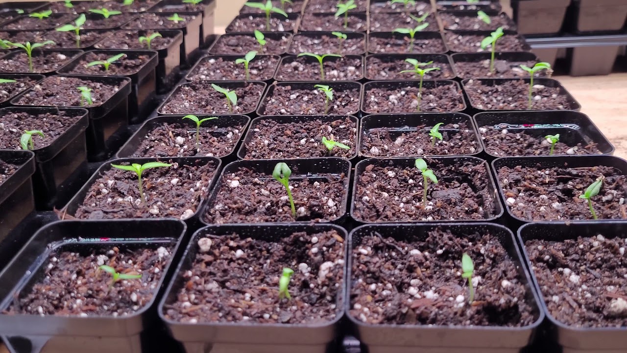 Happy Frog Soil vs Ocean Forest Soil for Pepper Seedlings - Day 3