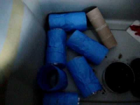 video phone beyonce mp3 Cricket Breeding: Everything Needed To Know