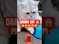 Funny cat videos 🤣 #short #shortsfeed #youtubeshorts