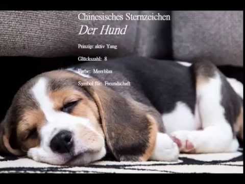 Video: Was Das Jahr Des Hundes Den Sternzeichen Bringen Wird