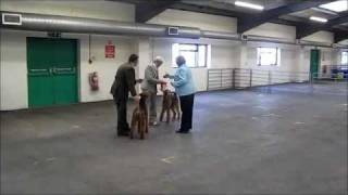Airedales - Manchester Show (UK) 2012 (The Musical!)