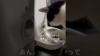自動給餌器壊れてしまってスムーズに餌出てこなくなってたんだな。苦労かけます。でも壊したのあんたやで。 #猫のいる暮らし #自動給餌器 #shorts
