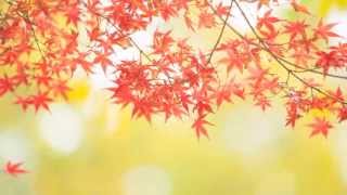 メランコリー / 梓みちよ　　　cover・aki