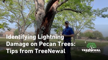 Identifying Lightning Damage on Pecan Trees  Tips from TreeNewal