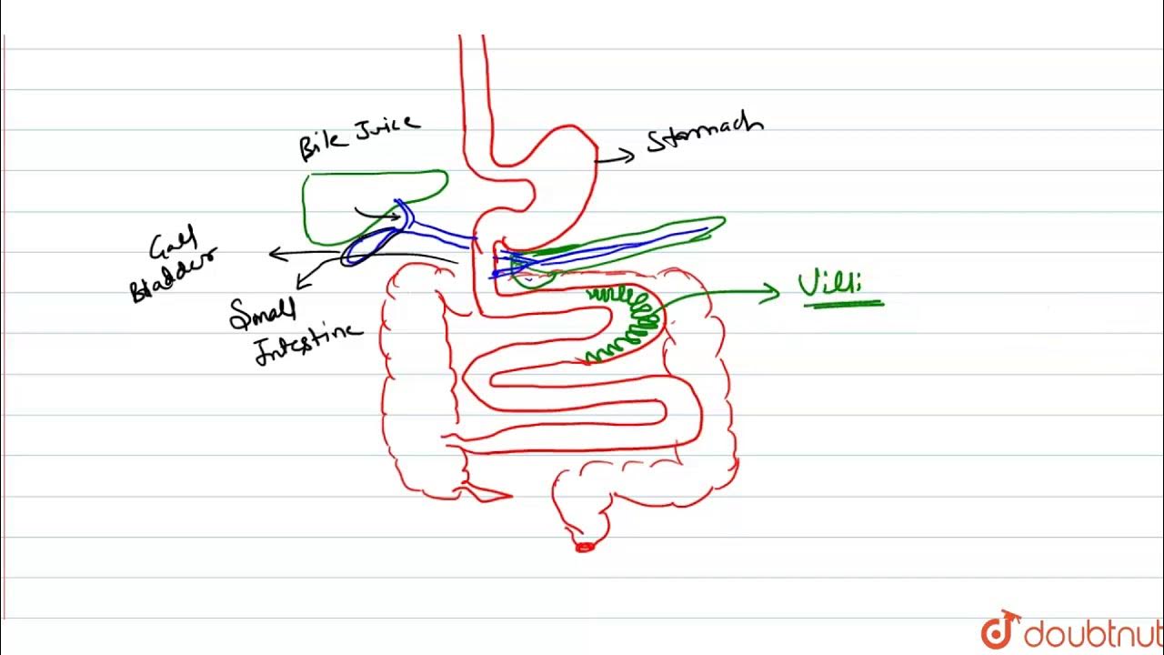 What Is The Partially Digested Food In The Mouth What Is The Partially Digested Food In The Mouth