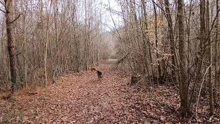 A walk through the  woods