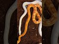 fakta unik corn snake