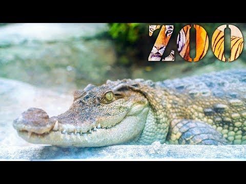 Thăm sở thú Sài Gòn 2018 (Saigon Zoo 2018) - Phần 1