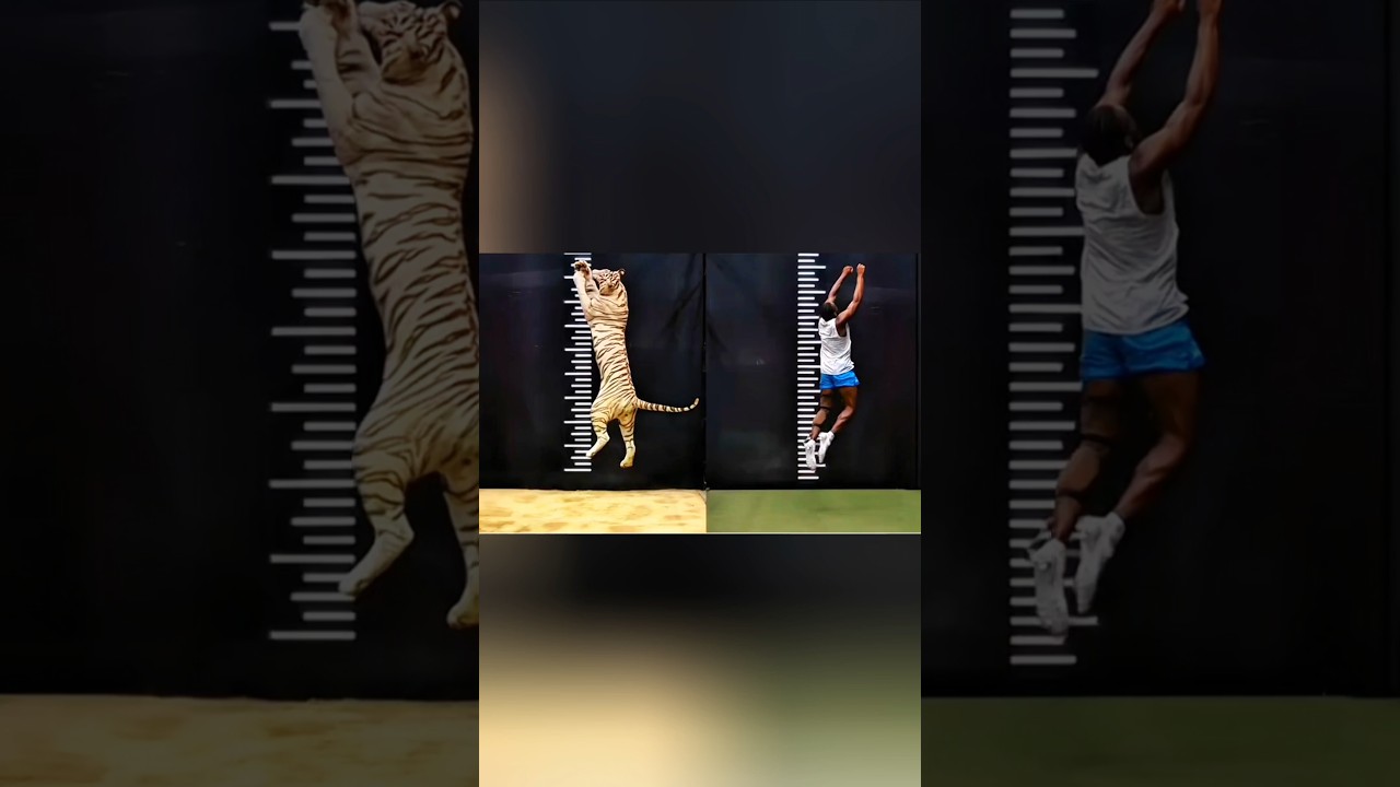 "The Ultimate Soldier Challenge 💥"