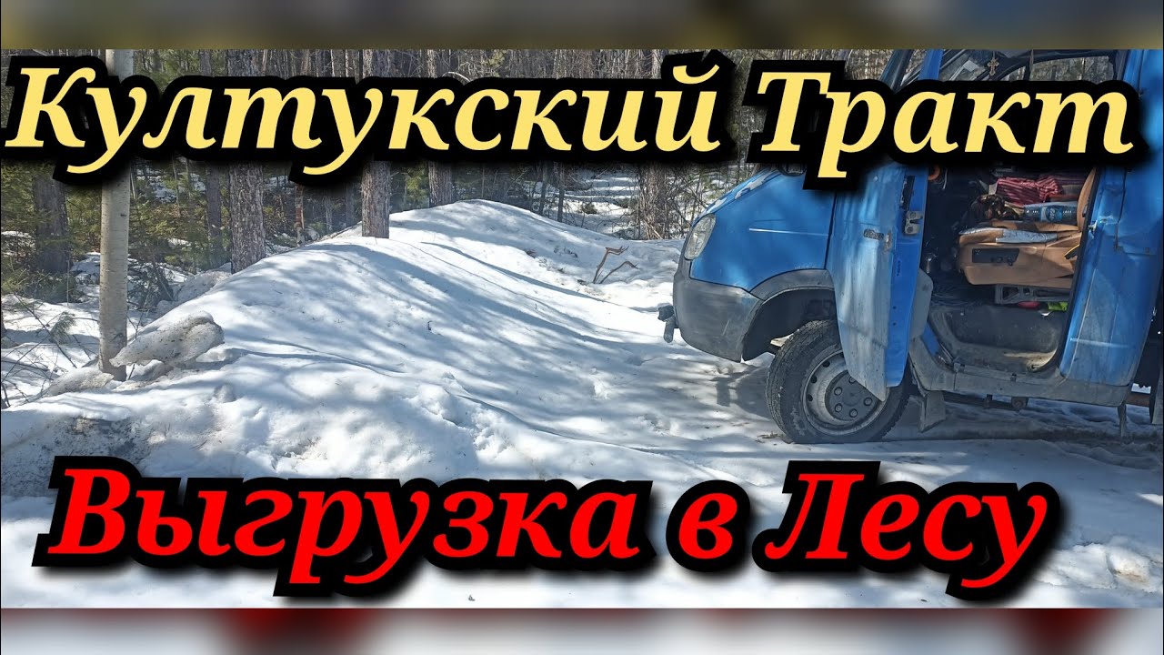 Газель в лесу