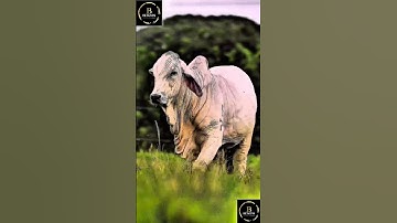Sapi brahman #cow #sapimakan #cowbrahman #animals #sapigemuk #sapilucu #sapi #sapipedaging