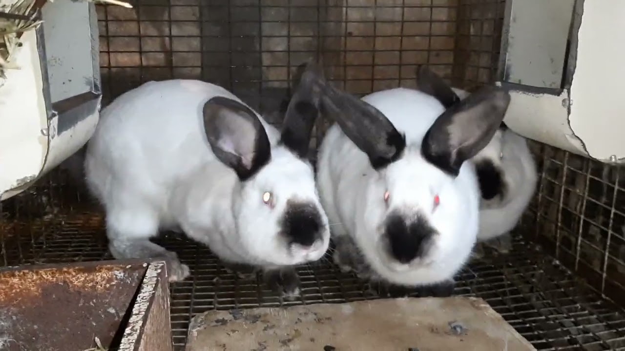 DAMAZLIQ DOVŞANLAR SATILIR 055-307-71-20.