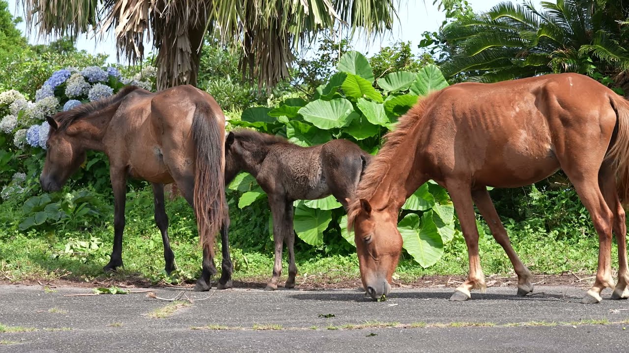 21年7月9日 金 都井岬の御崎馬と風力発電風車 馬動画 風景スライドショー Youtube