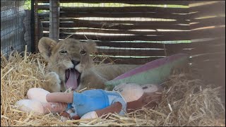6-Month-Old Lion Cub Rescued from Animal Traffickers