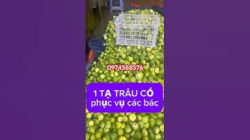 Trâu cổ khổ ông sướng bà #trâuco  #yeusinhly  #Muatrauco #traucocototkhong