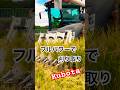 Kubota DR6130クボタの6条130馬力コンバインで刈り取りSTAR🏃