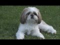 2014  ipso chien shih tzu 13 mois  sa drle de vie 