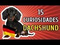 15 CURIOSIDADES SOBRE O DACHSHUND (Teckel, Cofap, Basset ou Salsicha)