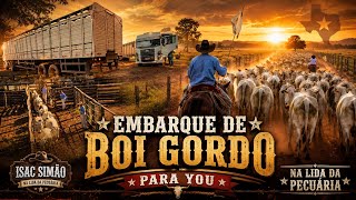 O Grande Embarque! Veja Quantos Bois Foram Carregados Hoje …