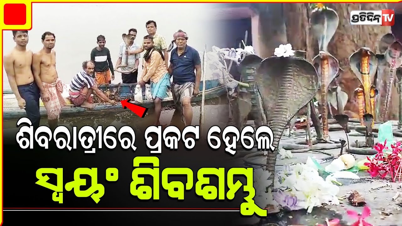 ମହାଶିବରାତ୍ରୀରେ ମହାନଦୀ ଗର୍ଭରୁ ୧୦୦ରୁ ଅଧିକ ନାଗମୂର୍ତ୍ତି ଉଦ୍ଧାର । Cuttack
