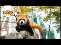 비가 오네요. 이 영상은 햇볕 쨍쨍할때 꼭 한번 더 보기로해요 우리ㅣ Watch How The Zoo Animals Amazingly Cope With The Summer Heat