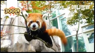 비가 오네요. 이 영상은 햇볕 쨍쨍할때 꼭 한번 더 보기로해요 우리ㅣ Watch How The Zoo Animals Amazingly Cope With The Summer Heat