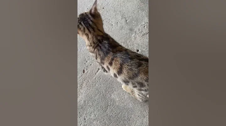 Video 11141171: kucing bengal mix, kitten