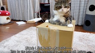 穴から出られるようになったねこ。Maru came to be able to get out of the hole.