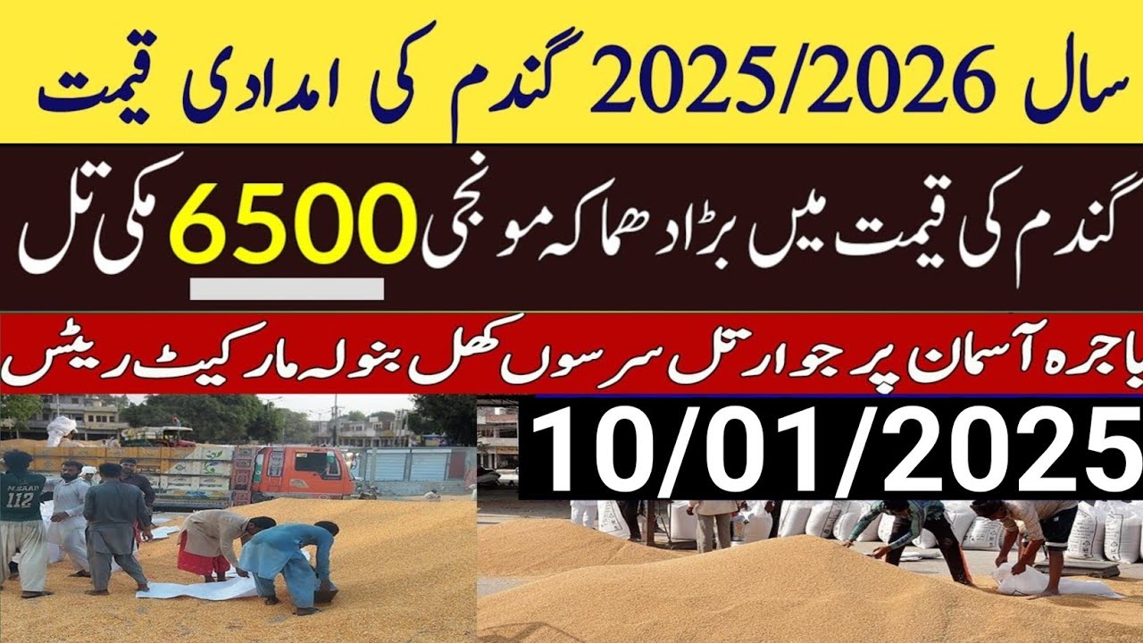 Today Wheat price in punjab//گندم کا ریٹ 2025/munji makki till sarso ...