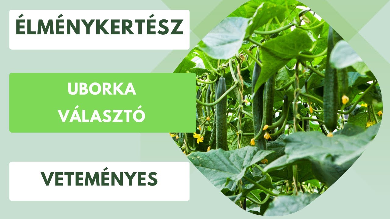 Láttál már ázsiai uborkát?- Uborka vetőmag bemutató🥒