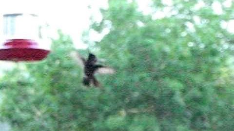 AMAZING! hummingbird rescued from spider