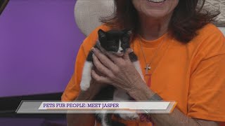Pets Fur People: Meet Jasper