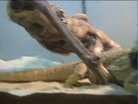 3ds My Bearded Dragon 3