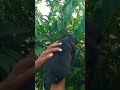 rottweiler male puppy  available in Maharashtra pandharpur &amp; pune gayatri pet shop