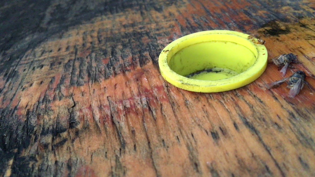 Oxalic Acid Treatment time