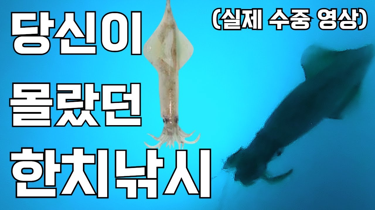 한치낚시 뇌피셜에 속지 말고 직접 보세요 / ガチで見ろ！イカ釣り妄想はもうやめろ【水中映像】/This Is What Real Squid Fishing Looks Like